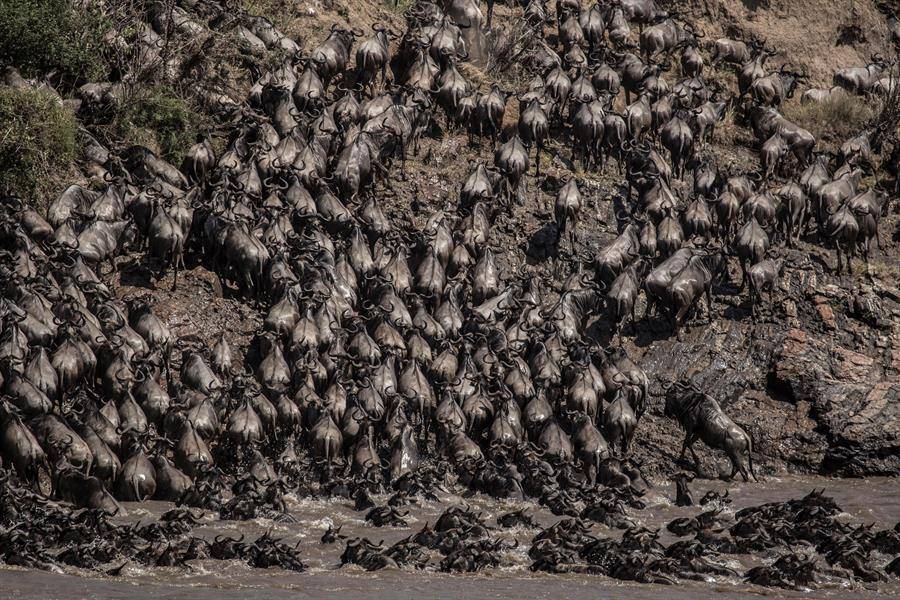 Más de 300 ñus mueren en un solo día mientras cruzaban el río Mara en Kenia