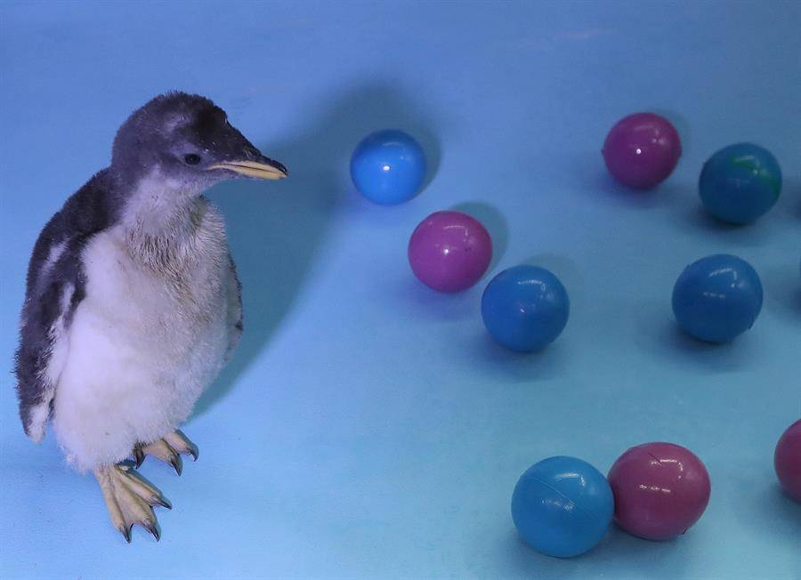 Alex, primer pingüino antártico nacido en México invita a cuidar ecosistemas