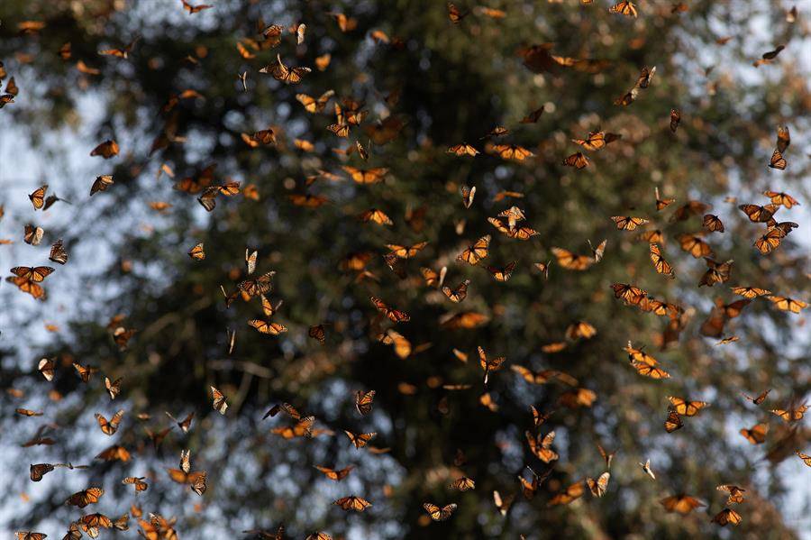 Mariposas monarca iniciaron regreso estacional a Canadá