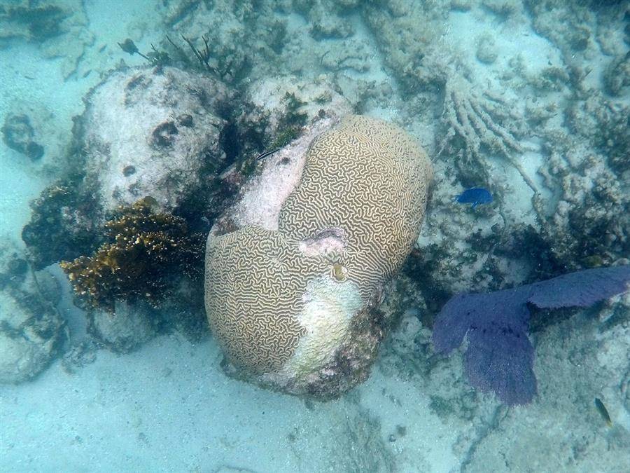 Enfermedad que ataca a los corales deja sentir sus efectos en Bahamas