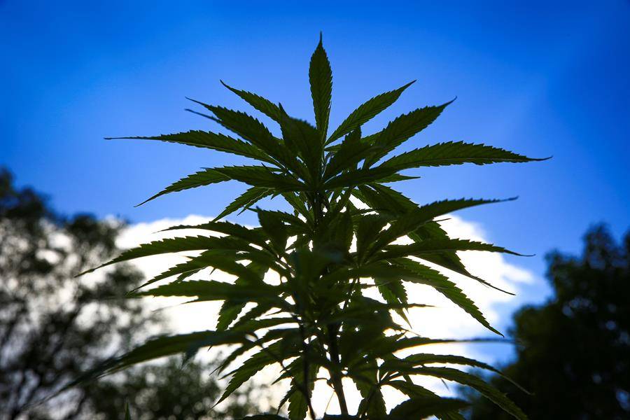 Industria espera la inminente legalización del cannabis en México en abril