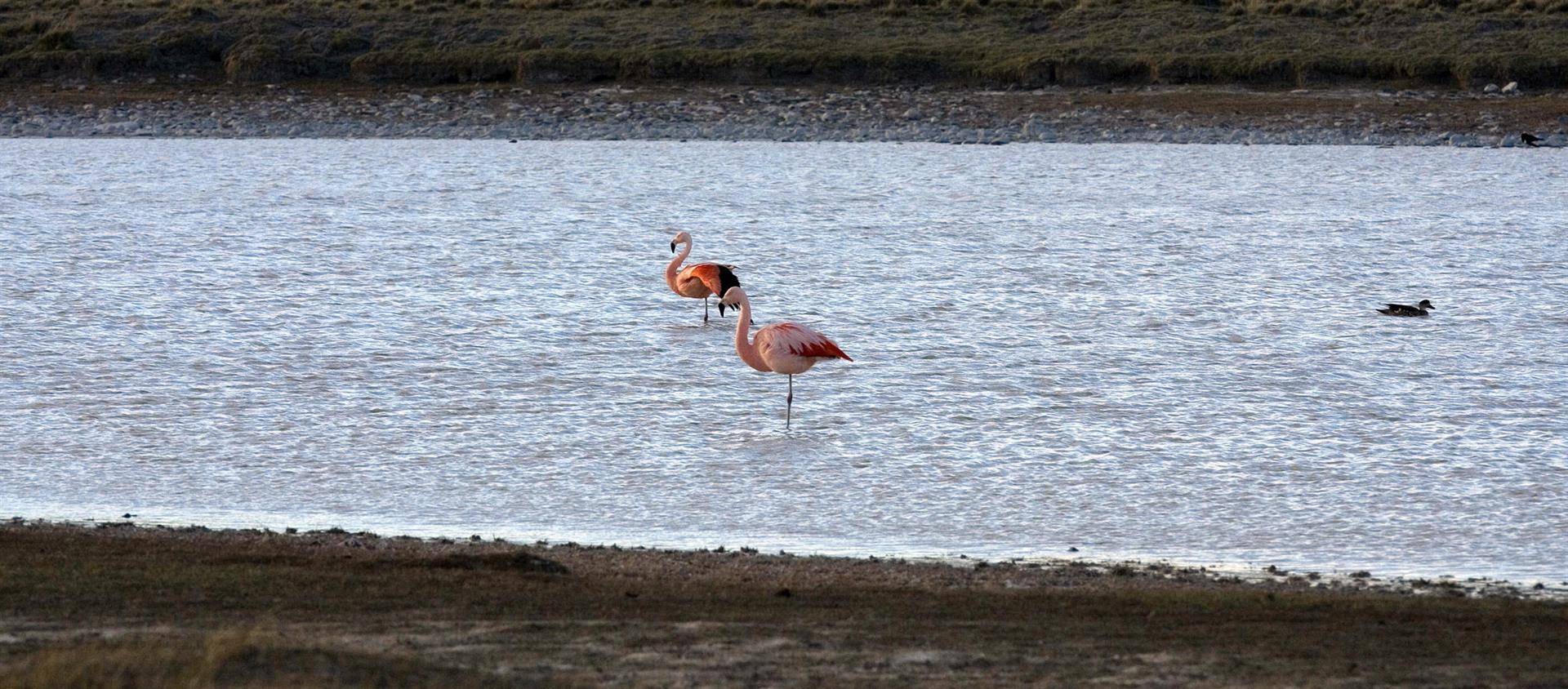 Argentina creará un parque nacional clave para proteger aves como el flamenco