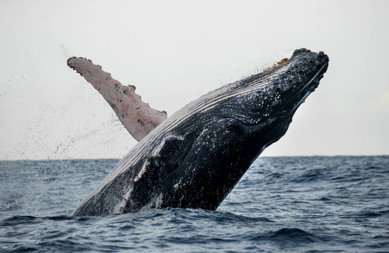 Medio Ambiente inicia temporada de observación de ballenas jorobadas  2022  