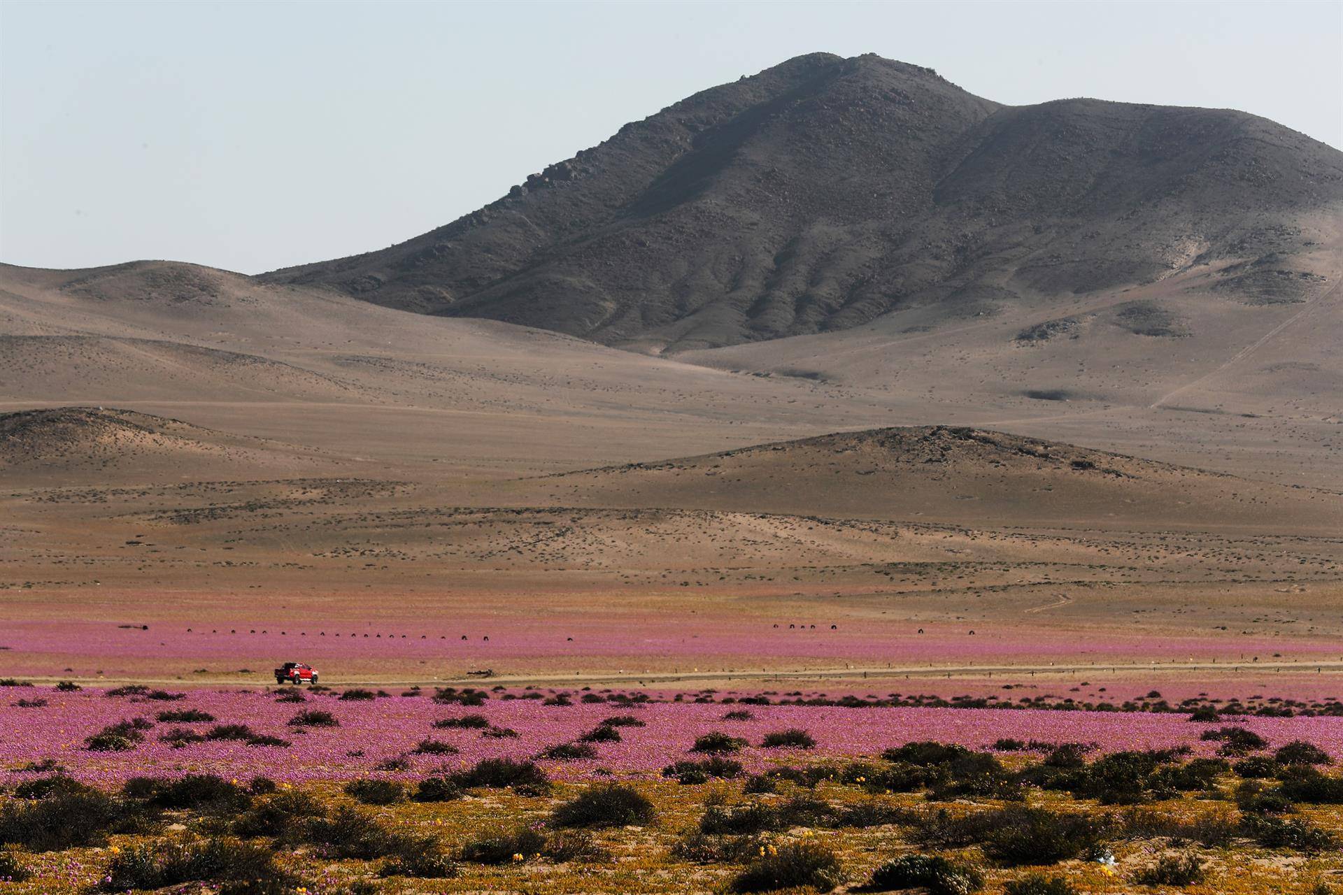 El agua del Amazonas llega hasta el árido desierto de Atacama