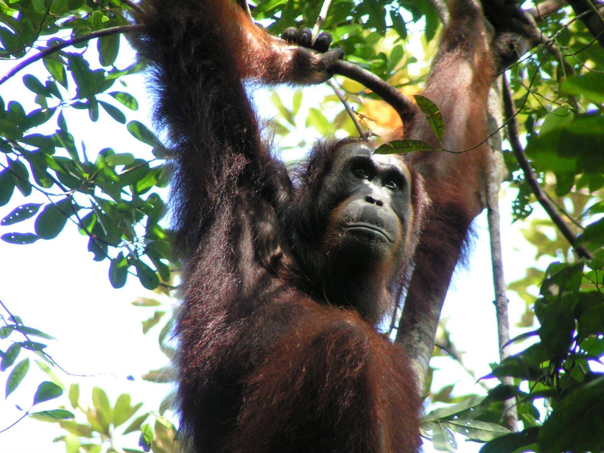 Los orangutanes adaptan su vocabulario al entorno social, como los humanos
