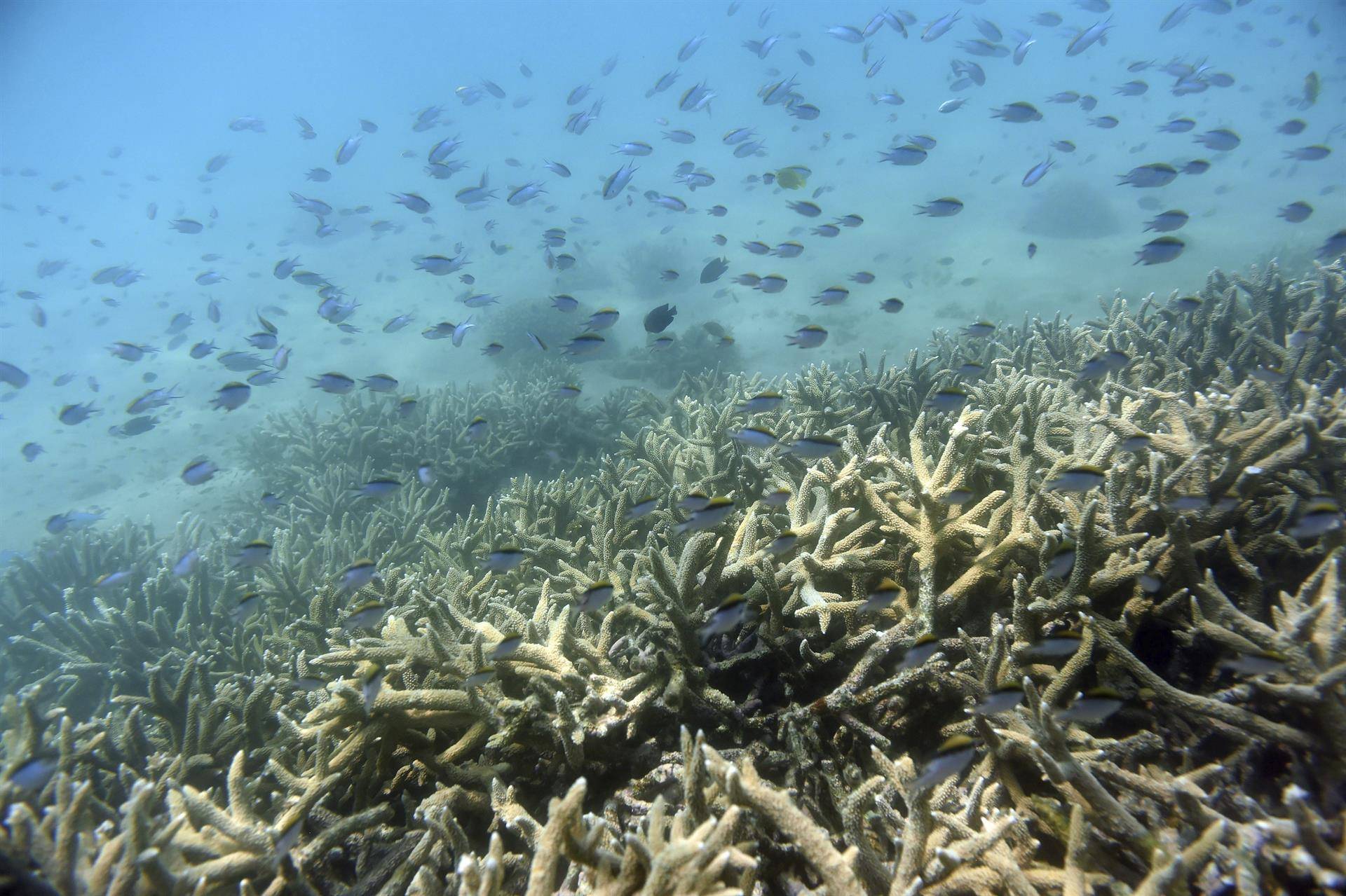 El 91 % de la Gran Barrera de Corales australiana sufre un blanqueo masivo