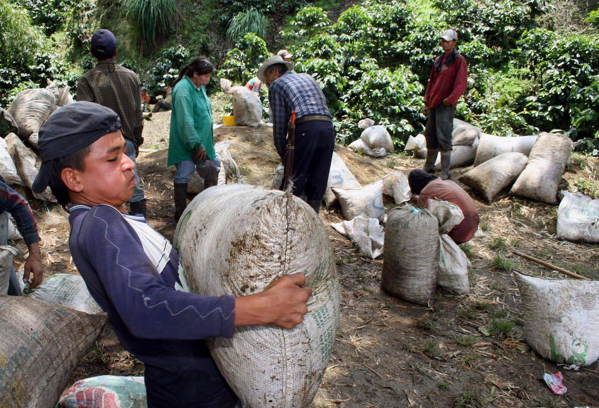 Producción de café de Colombia cae un 7 % en abril