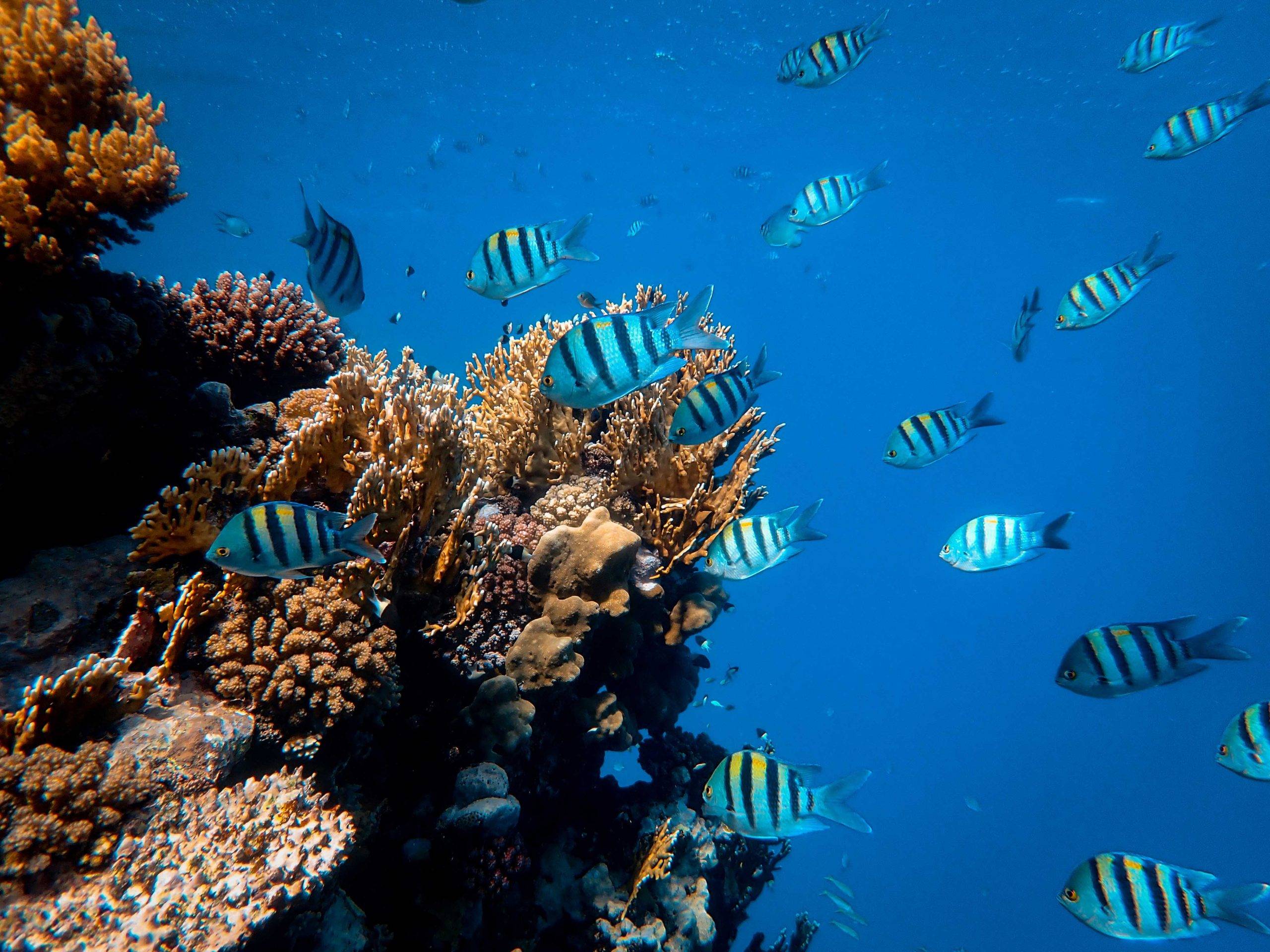 Mónaco reforzará la conservación de los arrecifes coralinos en el país