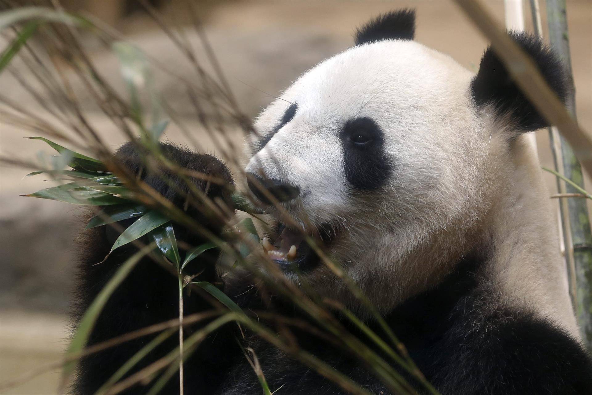Los pandas evolucionaron para comer bambú hace unos seis millones de años