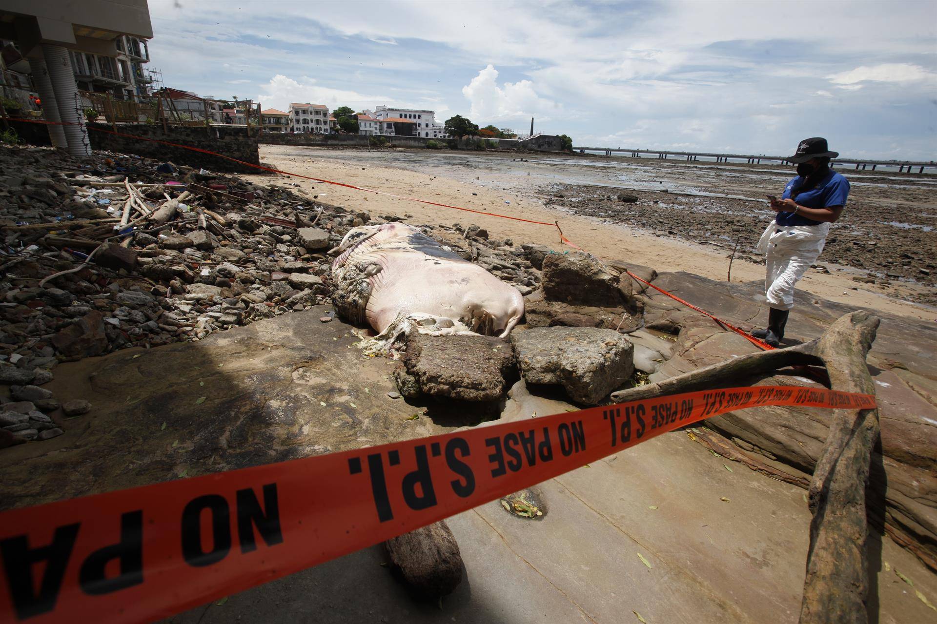 Aparece una ballena muerta en una playa de la Ciudad de Panamá