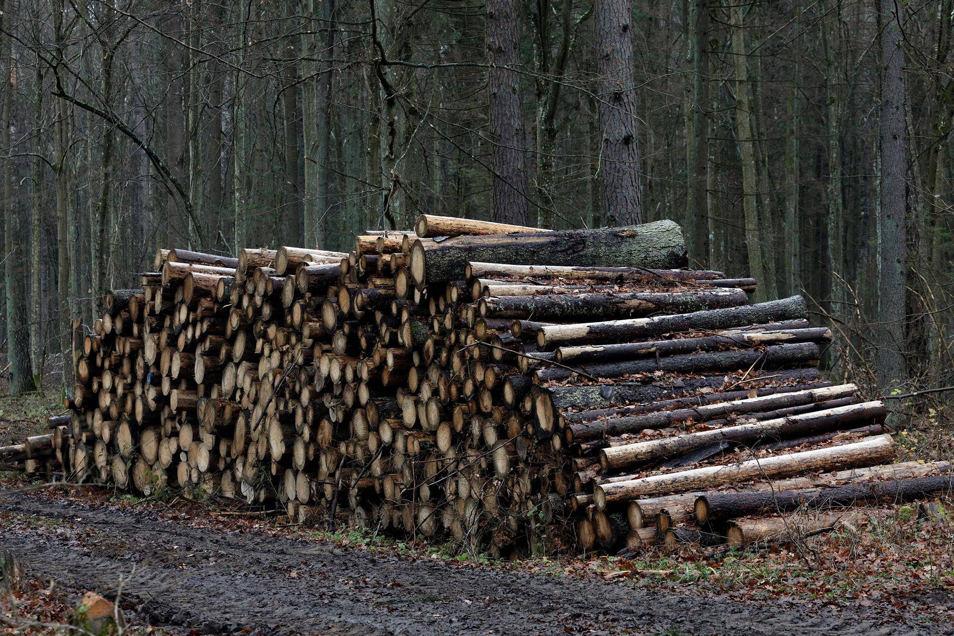 La FAO pide mejorar la productividad forestal ante el futuro aumento de la demanda de madera